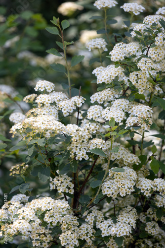 Obraz na płótnie Spiraea thunbergii. Flowering plant w salonie