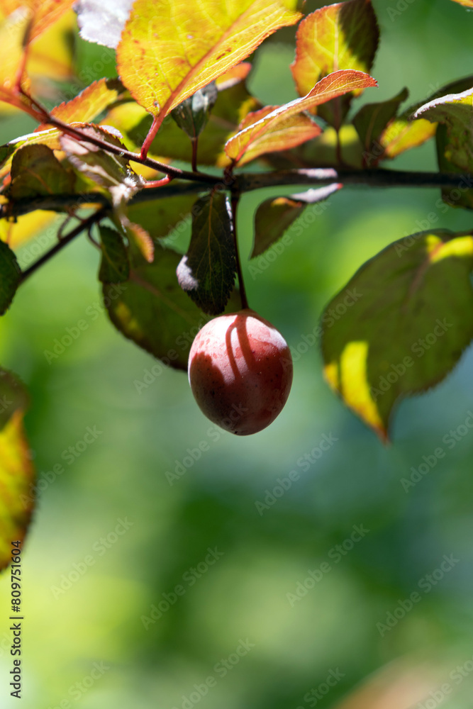 Cherry plum. Myrobalan plum. Prunus cerasifera