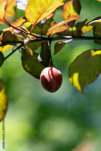 Cherry plum. Myrobalan plum. Prunus cerasifera photo