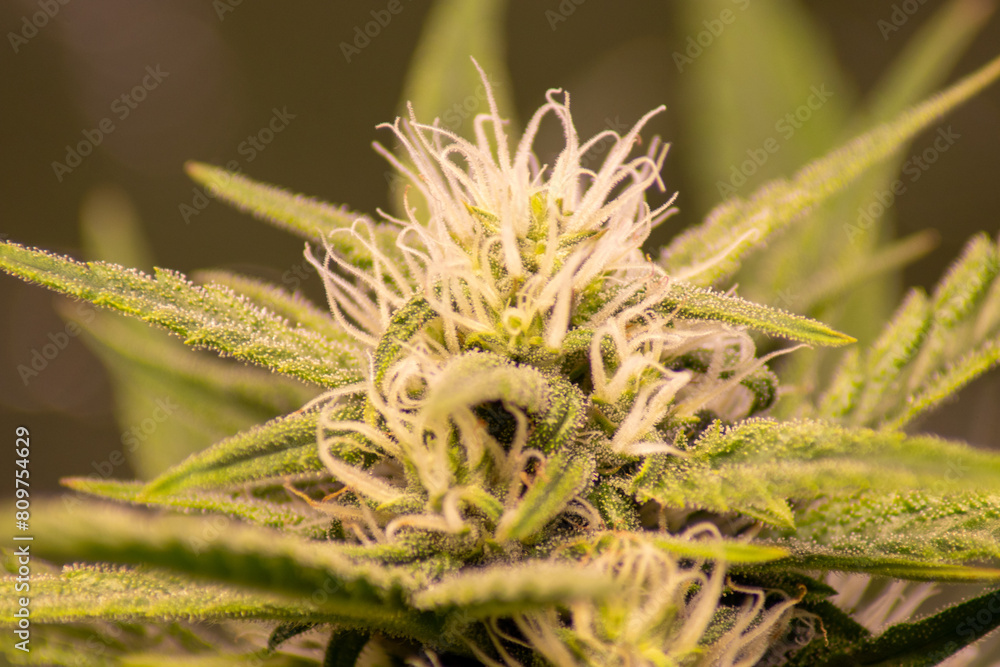Cannabis in der Blühte Cannabis in der Blühte