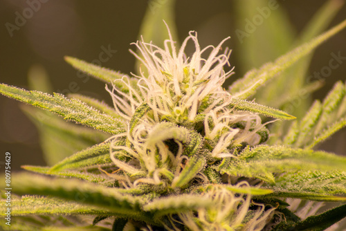 Cannabis in der Blühte