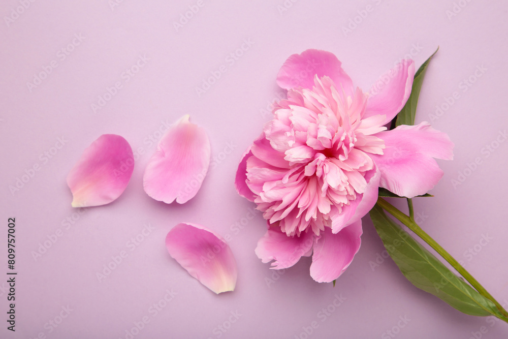 Pink peony flower on purple background. Top view with copy space. Flat lay Pink peony flower on purple background. Top view with copy space. Flat lay