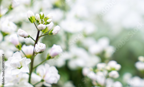 Arabis alpina white in full bloom in the garden flowerbed. Natural wallpaper. Close-up. Selective focus. photo