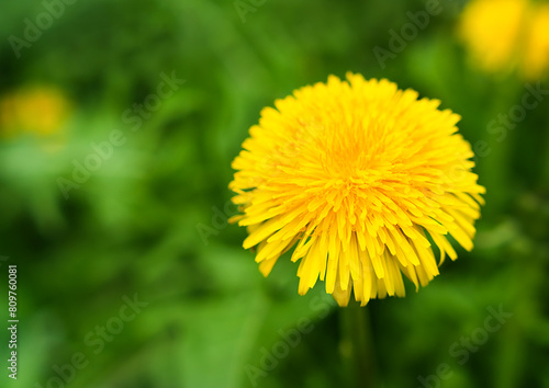 Yellow dandelion in green grass. Summer background. Close-up. Selective focus.