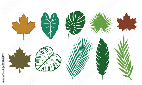 Collection of Tropical Leaves, Monstera leaves, maple leaf, palm leaves Silhouette Vector plant foliage.