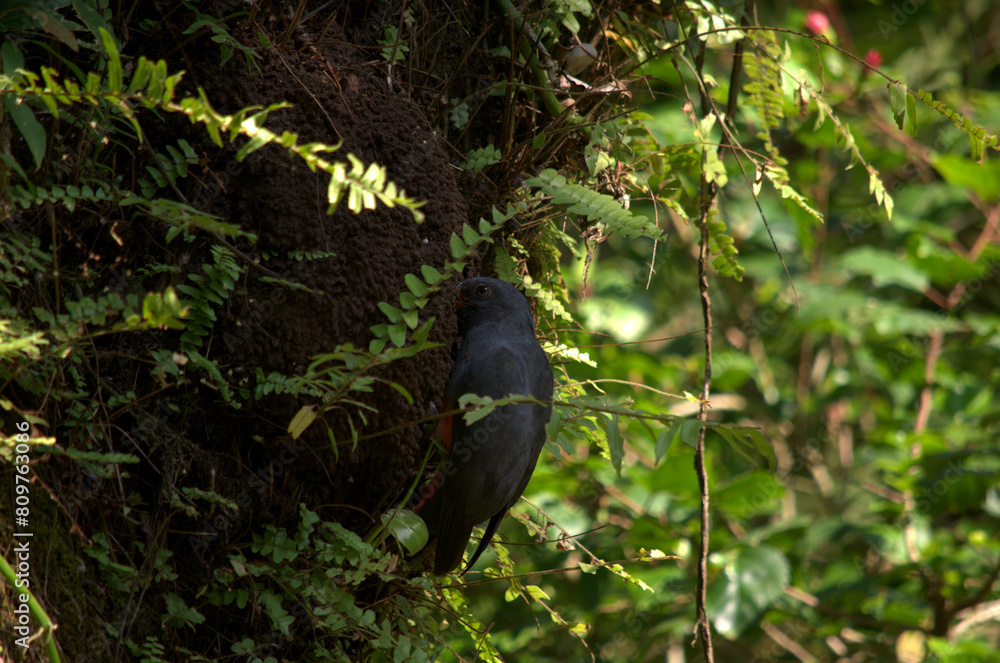 Fototapeta premium Slaty-Tailed Trogon (Trogon massena) in a tree of the Costa Rica rainforest