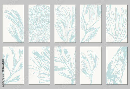 Sea life background set in light green colors. Seaweed, lamonaria, fucus, corals. Underwater nature, sea plants