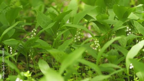 Glade of lilies of valley growing in spring among trees. Convallaria majalis. Slow motion. © artifex.orlova