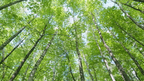 Trees tops of the trees with lush green fresh leaves against blue sky. Looking up at tree tops at sunny sky background. Pan.