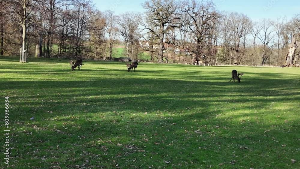 Deer Couple Standing on Lush Green Field. The video captures a pair of animals peacefully grazing in the grassy field. They move slowly, munching on the green vegetation around them. The animals seem Deer Couple Standing on Lush Green Field. The video captures a pair of animals peacefully grazing in the grassy field. They move slowly, munching on the green vegetation around them. The animals seem