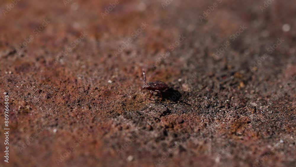 Macro shot of ixodid tick peeking out from hole in textured, rusty-colored soil. Dangerous insect, carrier of deadly diseases. Macro shot of ixodid tick peeking out from hole in textured, rusty-colored soil. Dangerous insect, carrier of deadly diseases.