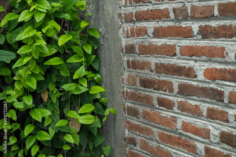 wall with green ivy wall with green ivy