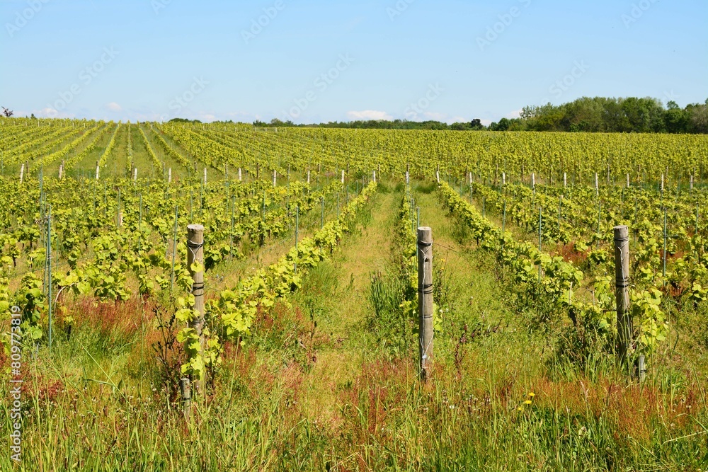 Bouaye - Les vignobles