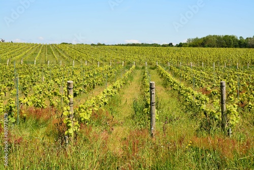 Bouaye - Les vignobles