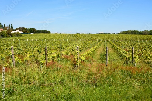 Bouaye - Les vignobles