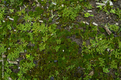 green moss on the wall