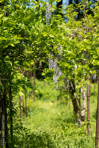 Purple wisteria flowers in spring