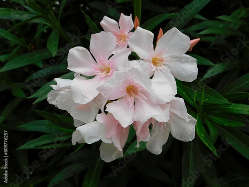 Nerium oleander white pink flowers, after the rain