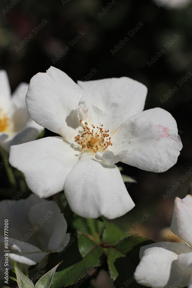 Obraz premium tree blossom