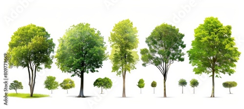 Green tree isolated on white background set