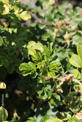 leaves in the garden