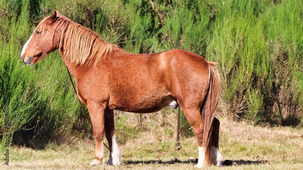 Fototapeta premium New Zealand