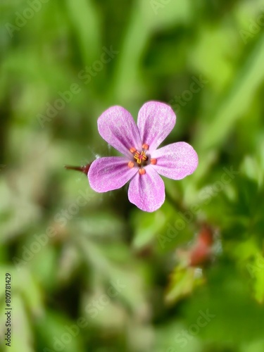 close up of a flower