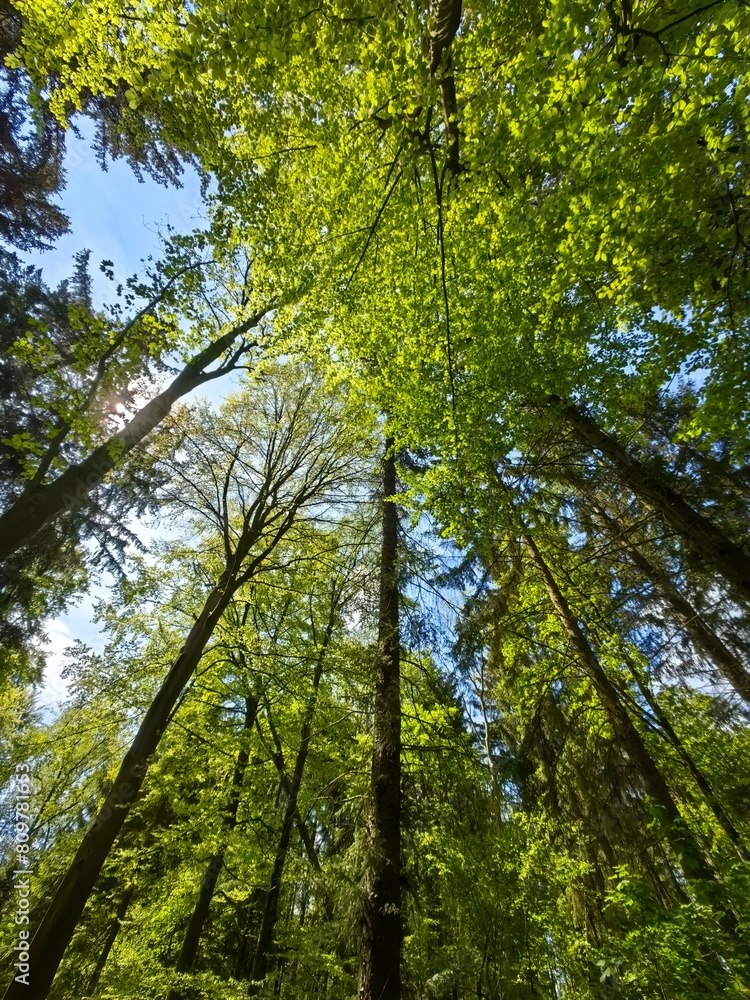 Obraz premium trees in the forest