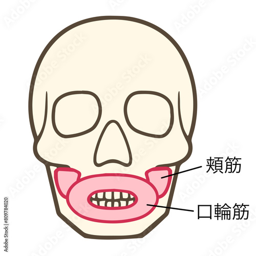 頬筋、口輪筋
