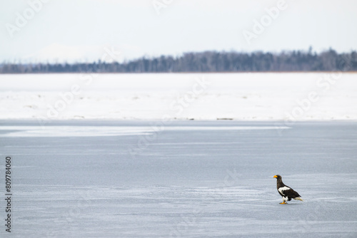 氷結した風蓮湖上のオオワシ