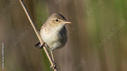 Common Reed Warbler photo