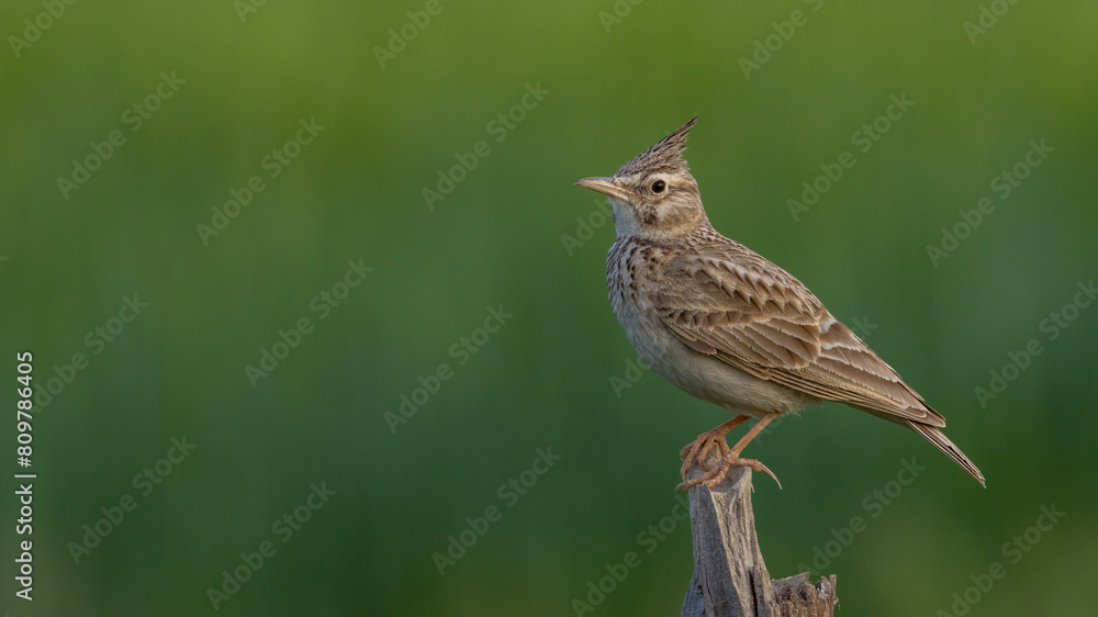 Crested Lark perched on a tree. Crested Lark perched on a tree.