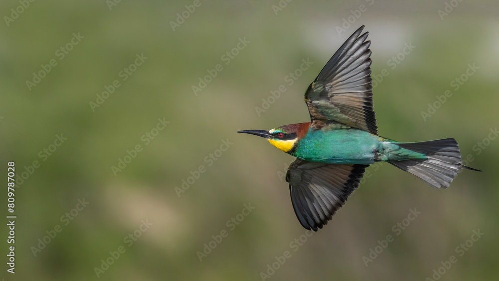 Fototapeta premium European Bee Eater flying.
