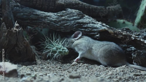 packrat with a piece of a cactus photo