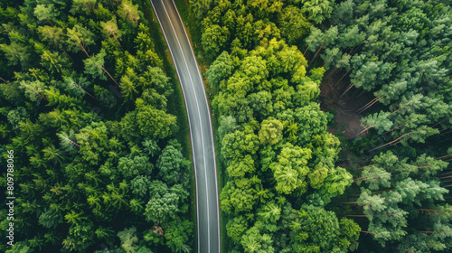 Aerial view of a winding road cutting through a dense green forest canopy © Michael