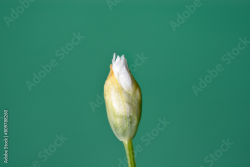Wild garlic flower bud photo