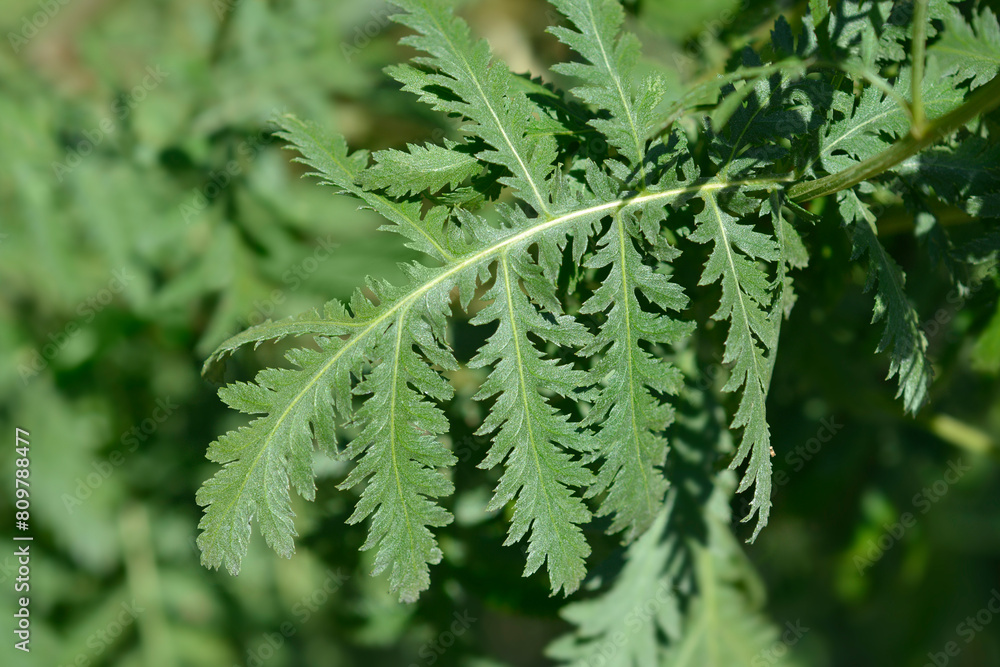 Fototapeta premium Common tansy leaves