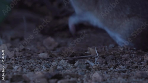 packrat fetches cactus piece photo