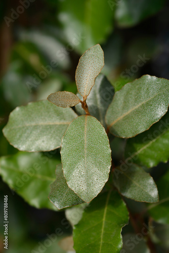 Oleaster Compacta leaves