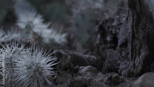 white throated woodrat at night photo