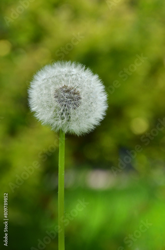 One white fluffy dandelion on green blurred background. Closeup photo outdoors. Free copy space.