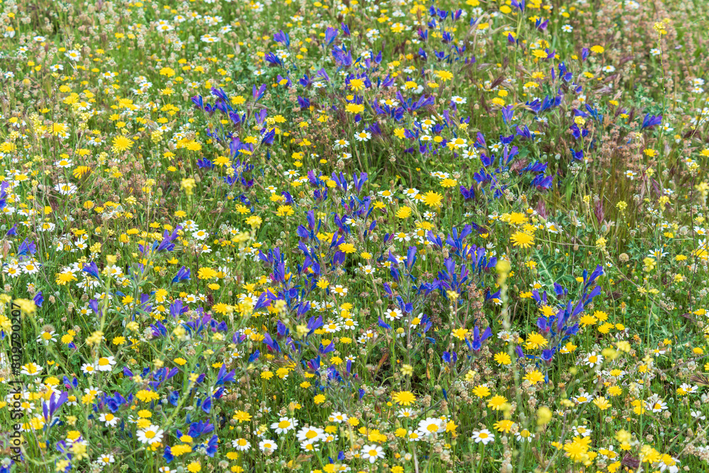 Fototapeta premium Campo lleno de vegetación y múltiples flores silvestres de diversos colores en primavera
