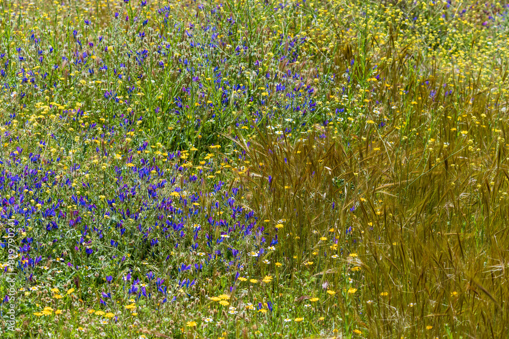 Fototapeta premium Campo lleno de vegetación y múltiples flores silvestres de diversos colores en primavera