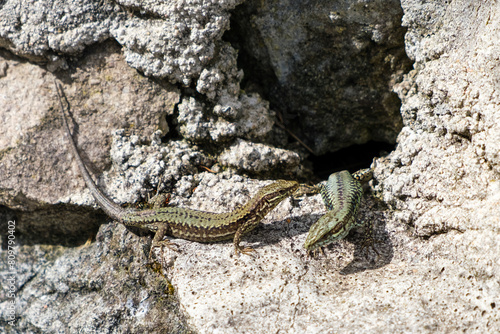 A lizard is perched on a rock  absorbing the warmth of the suns rays. The reptile appears relaxed as it sits motionless  blending into its surroundings.