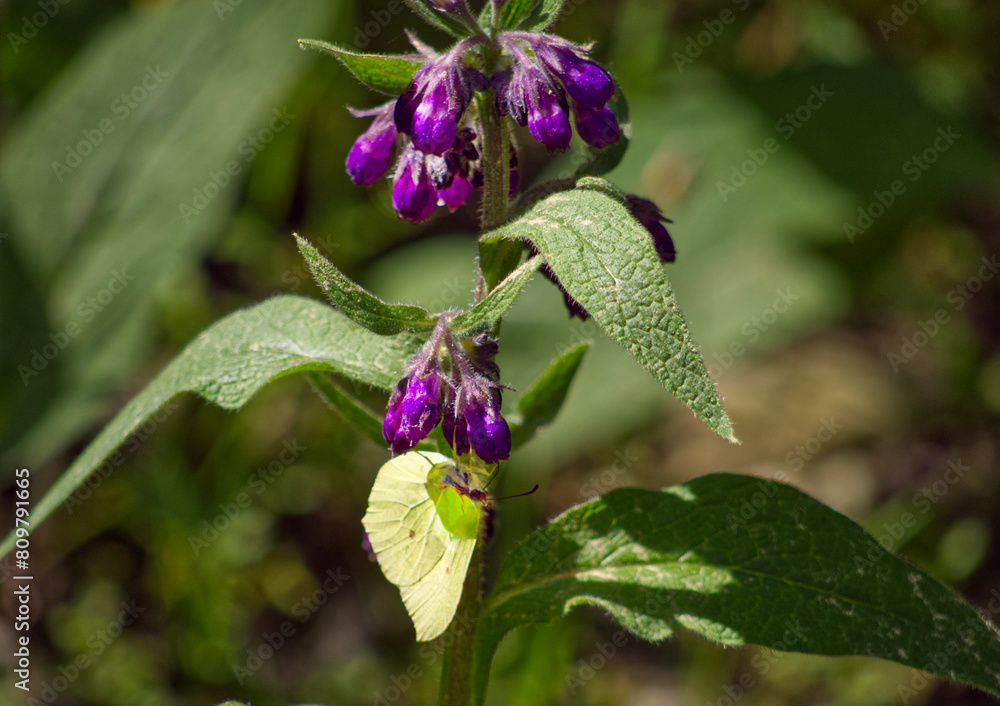 Comfrey with a Lemon butterfly