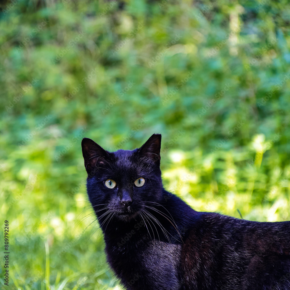 A cute black cat looking at the lens, in a green meadow background.