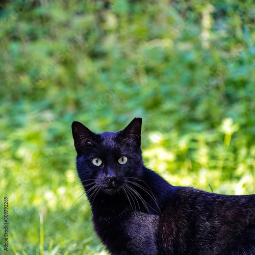 A cute black cat looking at the lens, in a green meadow background.