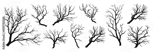 Bare tree branches vector illustration. Branch with leaves hand drawn black on white background. Winter plant silhouette.