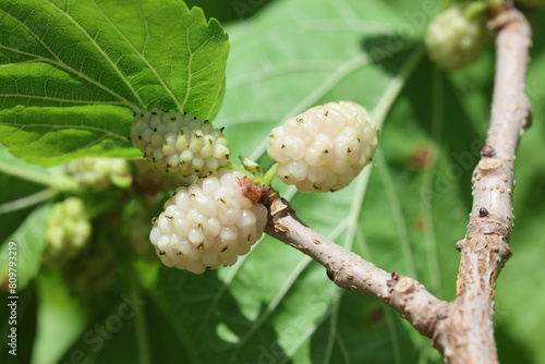 fruits of Morus alba, known as white mulberry, 