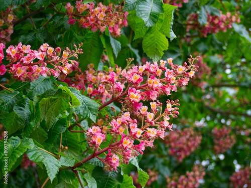 Blossoms of a Red horse chestnut (Aesculus x carnea) photo